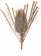 Palmflower stilk brun ø21 h72 cm