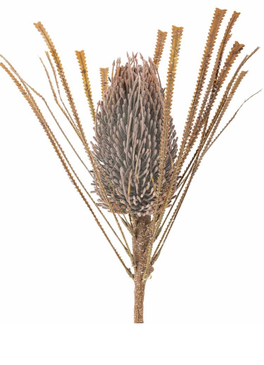 Palmflower stilk brun ø21 h72 cm
