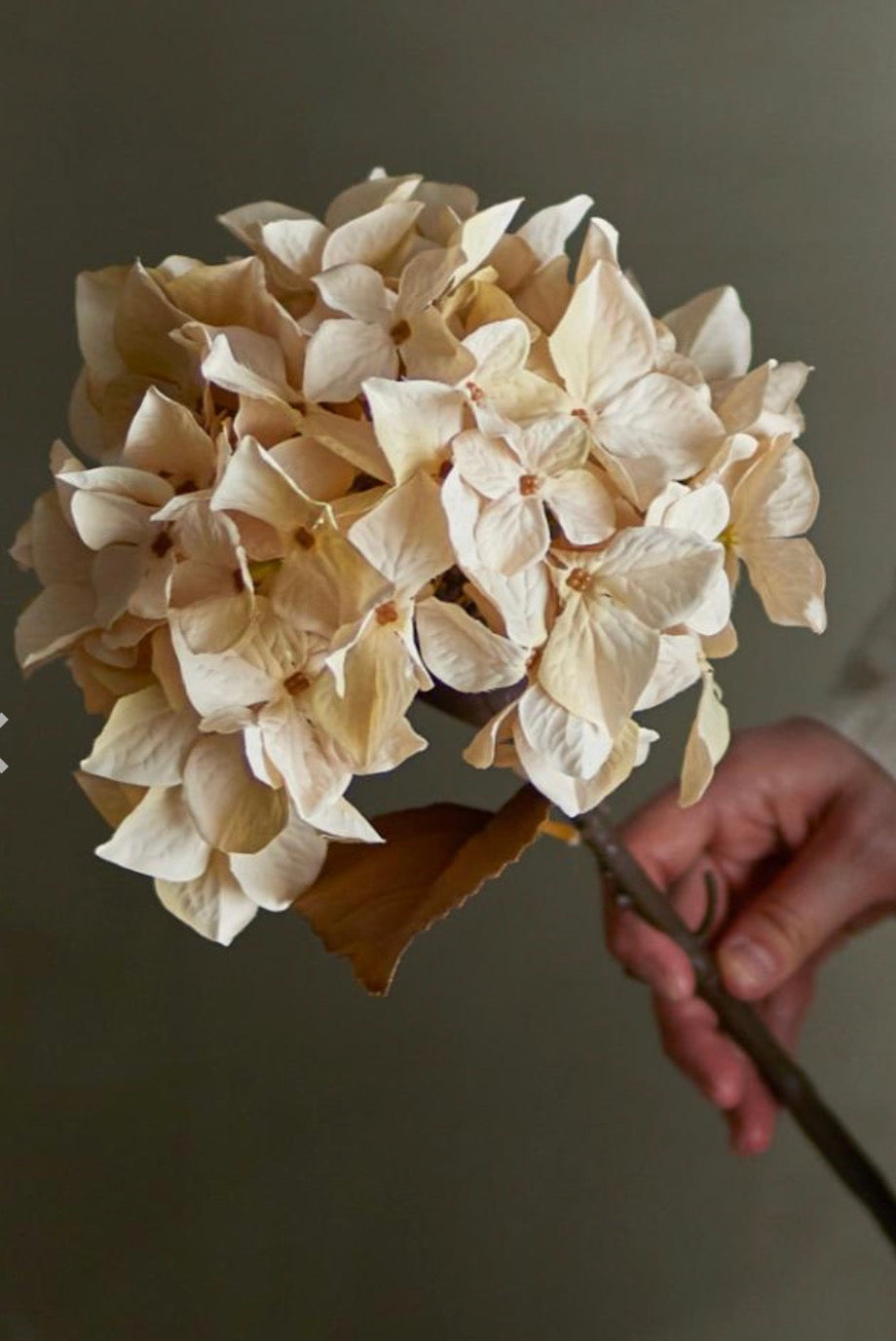 Hydrangea stilk natur d20 h65 cm