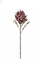 Protea stilk lilla d20 h75 cm