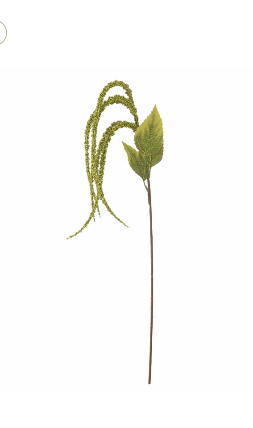 Foxtail stilk grønn d13 h107 cm