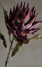 Protea stilk lilla d20 h75 cm